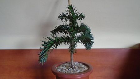 Araucaria araucana; replantata in 10 apr. 2021
