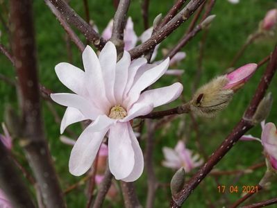 magnolia stellata Rosea
