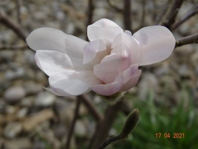 magnolia stellata Waterlily