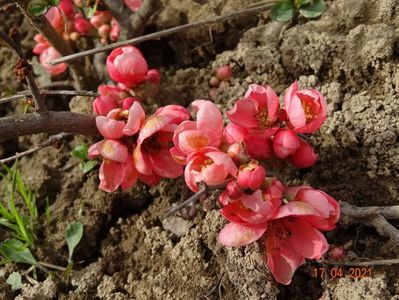 chaenomeles Pink Trail