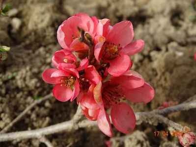 chaenomeles Pink Trail