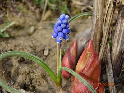 muscari