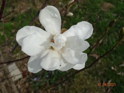 magnolia kobus