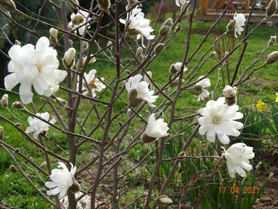 magnolia stellata