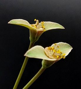 Euphorbia sp. nova lawantii