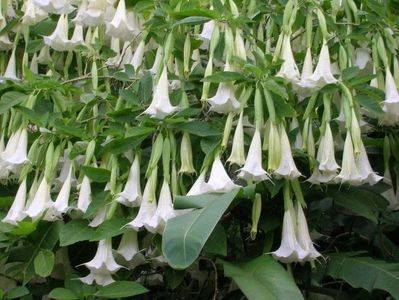 Angel Trumpet- Trompeta Îngerului ♥️