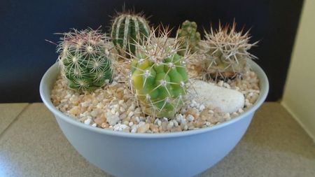 Grup de 6 cactusi; Echinopsis cv. Haku-jo Maru
Tephrocactus molinensis
Thelocactus bicolor
Coryphantha kracikii
Matucana madisoniorum X Morawetzia (Oreocereus) sericata
Ferocactus lindsayi
