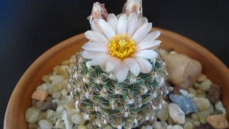 Pediocactus knowltonii