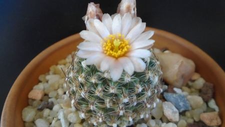 Pediocactus knowltonii