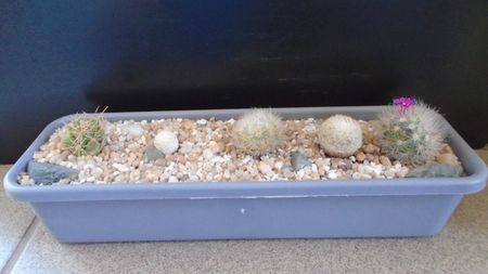 Grup de 5 Mammillaria; Mammillaria laui 
Mammillaria laui v. nova 
Mammillaria magallanii
Mammillaria herrerae
Dolichothele (Mammillaria) longimamma
