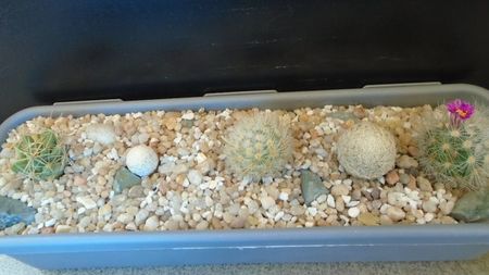 Grup de 5 Mammillaria; Mammillaria laui 
Mammillaria laui v. nova 
Mammillaria magallanii
Mammillaria herrerae
Dolichothele (Mammillaria) longimamma
