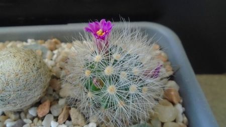 Mammillaria laui v. nova, LAU 1496 Novillo-Canon, Tamaulipas, Mx.