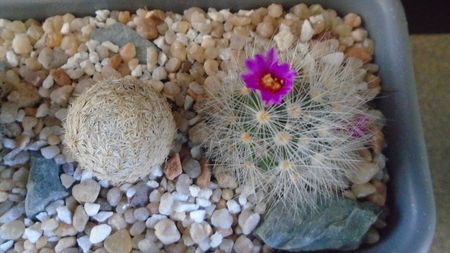 Mammillaria laui v. nova, LAU 1496 Novillo-Canon, Tamaulipas, Mx.