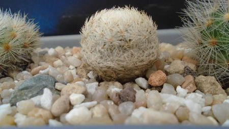 Mammillaria magallanii