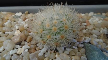 Mammillaria laui