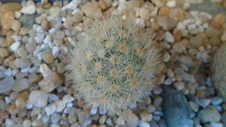 Mammillaria laui