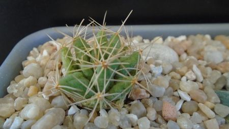 Dolichothele (Mammillaria) longimamma