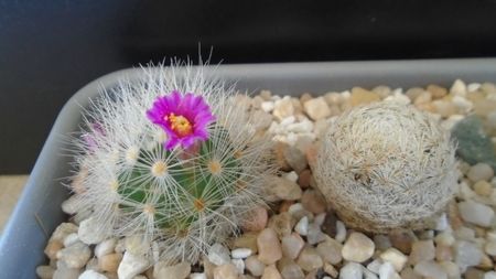 Mammillaria laui v. nova & Mammillaria magallanii