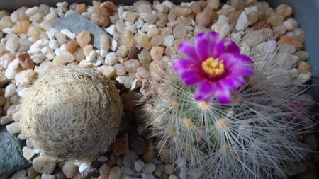 Mammillaria laui v. nova, LAU 1496 Novillo-Canon, Tamaulipas, Mx.