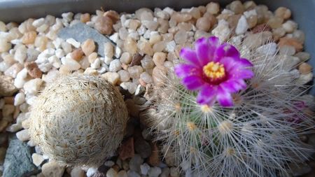 Mammillaria laui v. nova, LAU 1496 Novillo-Canon, Tamaulipas, Mx.