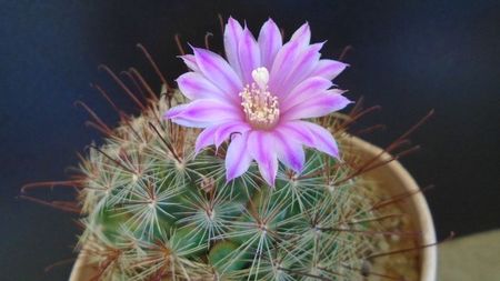 Mammillaria grahamii