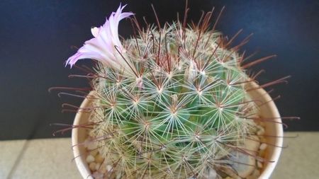 Mammillaria grahamii