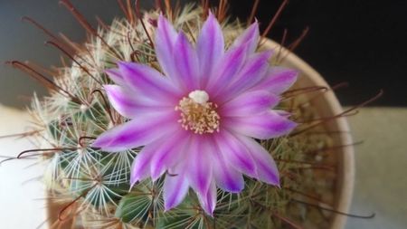 Mammillaria grahamii