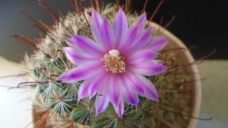 Mammillaria grahamii