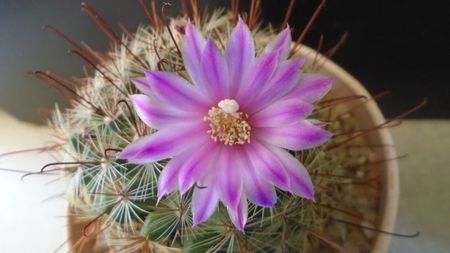 Mammillaria grahamii