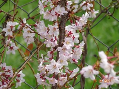 prunus Ruby