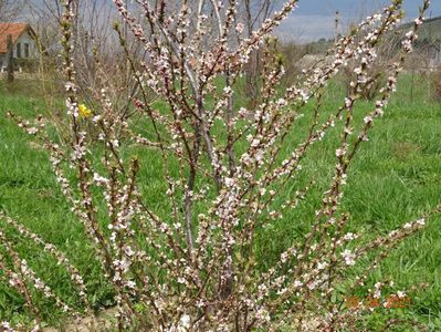 prunus tomentosa