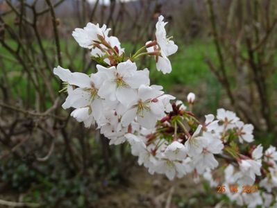 prunus Brilliant