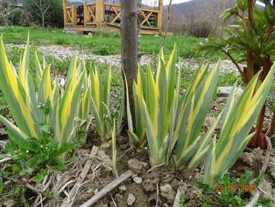 iris pallida variegata