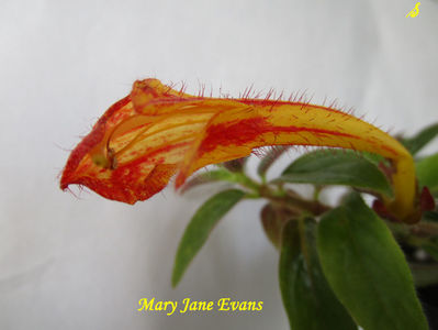 Mary Jane Evans 1(29-04-2021)