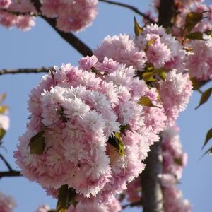 cires-japonez-kiku-shidare-sakura (1); pepiniera peris
