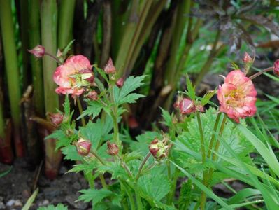 Geum Mai tai