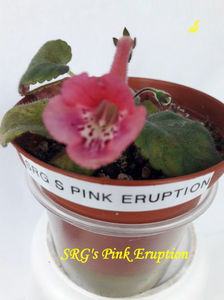 SRG s Pink Eruption(1-05-2021)