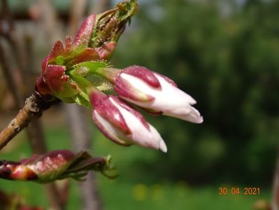 prunus Tai Haku la primii boboci