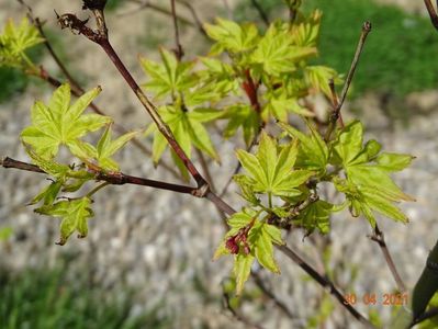 acer palmatum Aureum