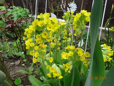 primula veris Cabrillo Yellow