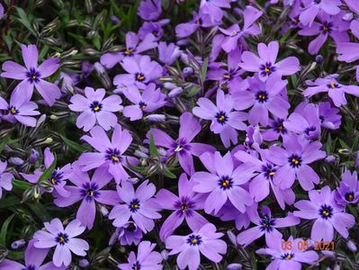phlox subulata Purple Beauty