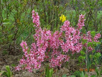 prunus tenella Fire Hill