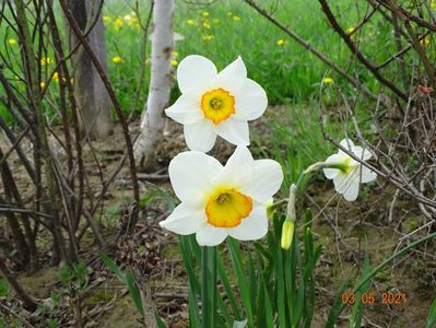 narcise Flower Record