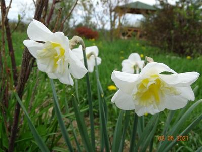 narcise Lemon Beauty