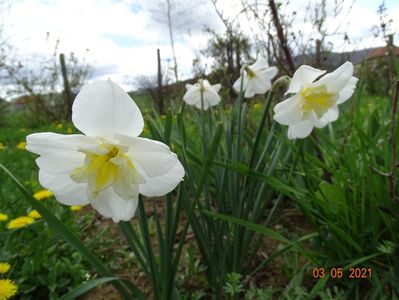 narcise Lemon Beauty