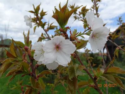 prunus Tai Haku