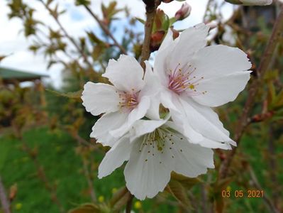 prunus Tai Haku