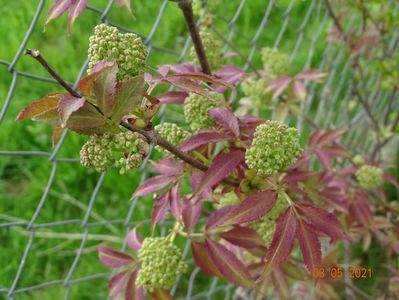 sambucus Sutherland Gold