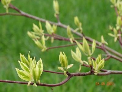 cornus controversa Variegata