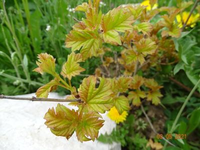 viburnum opulus Harvest Gold